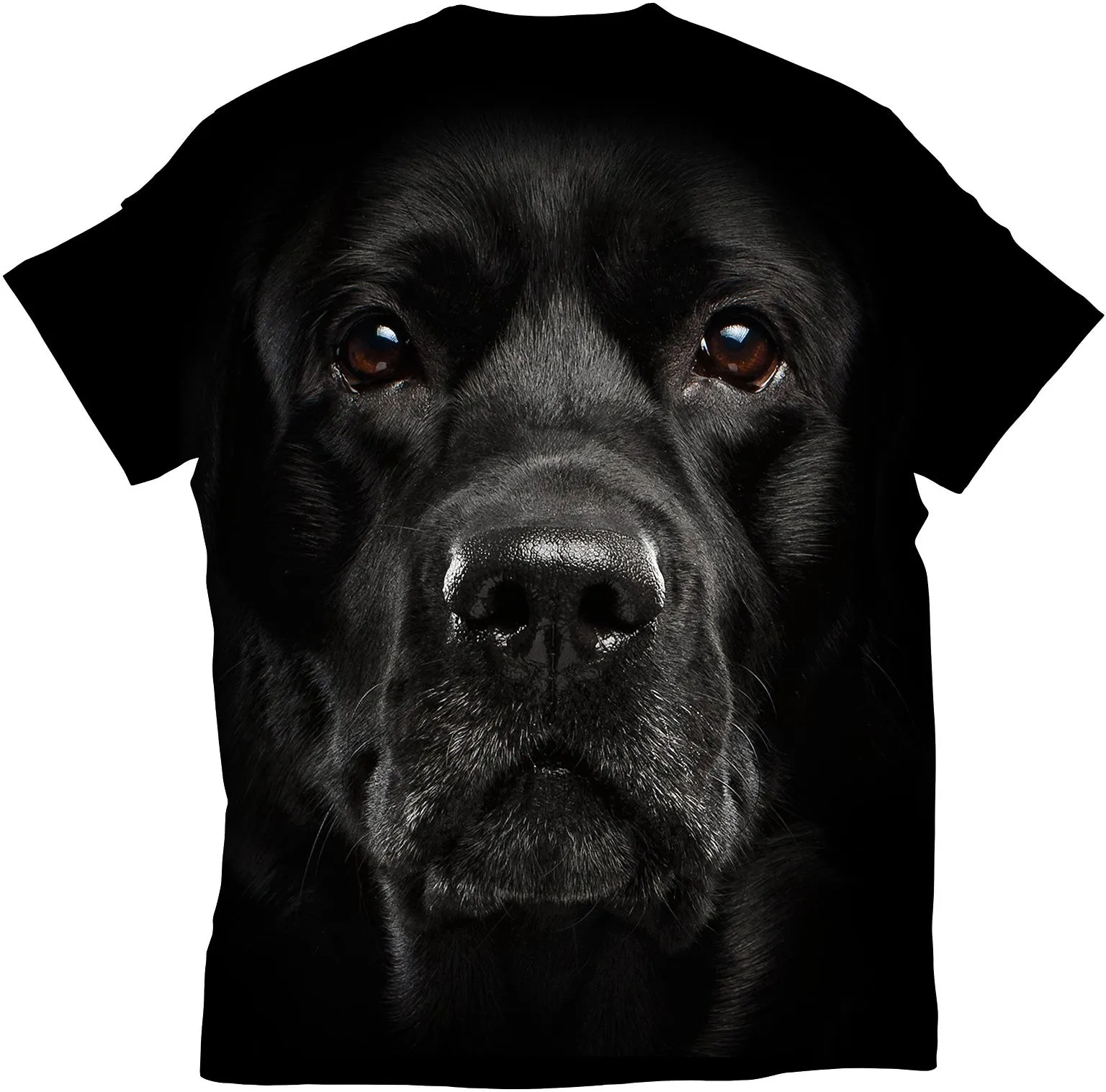 Black Labrador