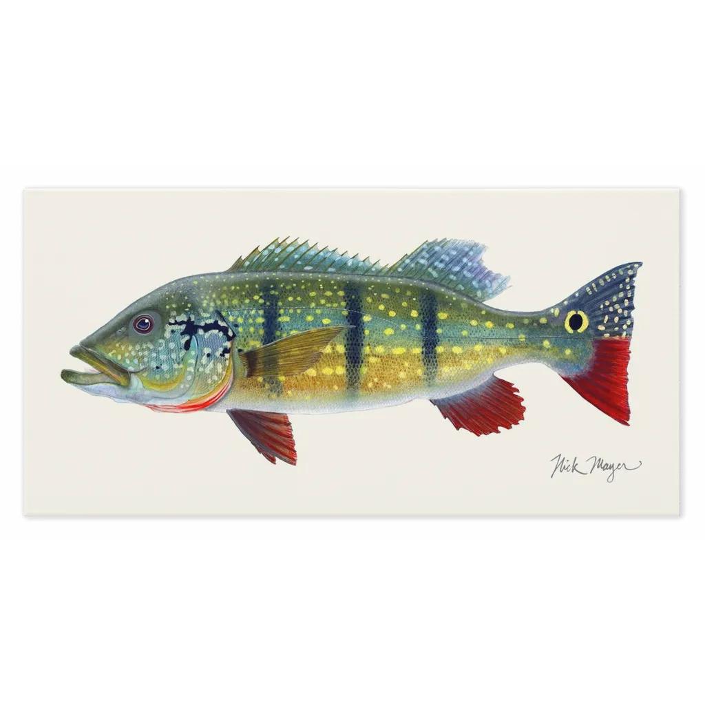 NEW! Peacock Bass Canvas Print